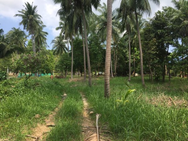 Phangan Development land for sale-Beautiful Coconut Flat Land - Hin Kong-koh-phangan-real-estate-development-investment-program-thailand-construction-building-villa-house-for-rent-for-sale-business-lease-hold
