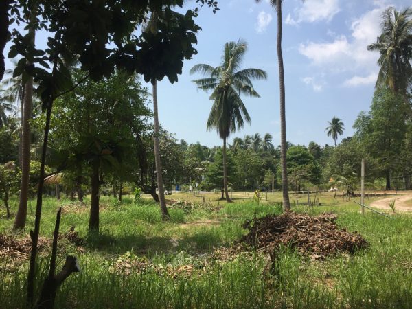 Phangan Development land for sale-Beautiful Coconut Flat Land - Hin Kong-koh-phangan-real-estate-development-investment-program-thailand-construction-building-villa-house-for-rent-for-sale-business-lease-hold