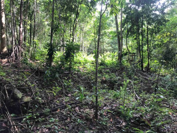 4 Plots Of Land-Land-Haad Salad-koh-phangan-real-estate-development-investment-program-thailand-construction-building-villa-house-for-rent-for-sale-business-lease-hold