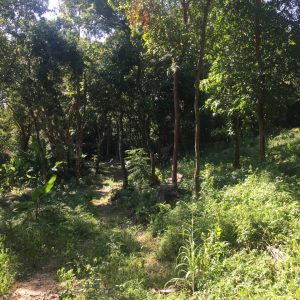 Phangan Development land for sale-1.788 sqm Land with Small Seaview - Baan Kai-koh-phangan-real-estate-development-investment-program-thailand-construction-building-villa-house-for-rent-for-sale-business-lease-hold
